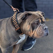Hand Made Leather Dog Collar - Ruthless Black  & Rose Gold (Wide Fit)