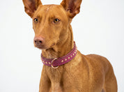 Hand Made Leather Dog Collar - Imperial Dusky Pink & Rose Gold (Slim Fit)