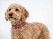 Hand Made Leather Dog Collar - Imperial Dusky Pink & Rose Gold (Slim Fit)