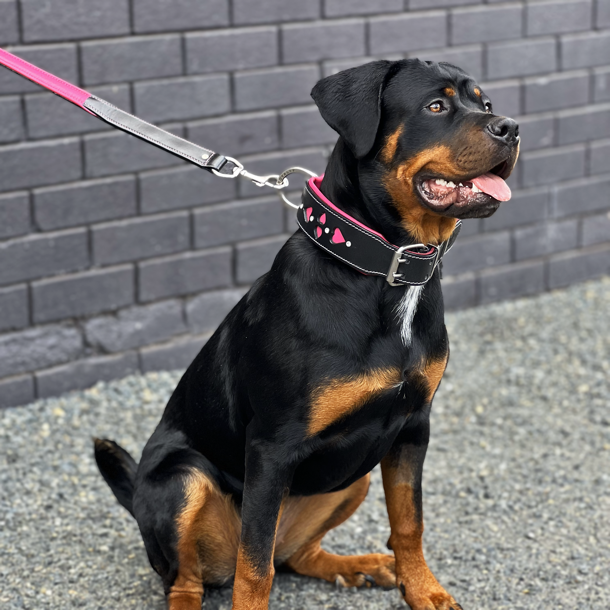 Leather Dog Collar Hand Made Carved Dog Collar – Rogue Royalty