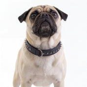 Hand Made Leather Dog Collar - Ruthless Black/Black (Slim Fit)