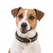 Hand Made Leather Dog Collar - Ruthless Black & Brass (Slim Fit)