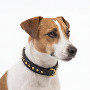 Hand Made Leather Dog Collar - Ruthless Black & Brass (Slim Fit)