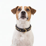 Hand Made Leather Dog Collar - Ruthless Black & Brass (Slim Fit)