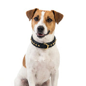 Hand Made Leather Dog Collar - Ruthless Black & Brass (Slim Fit)