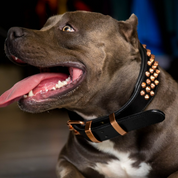 Hand Made Leather Dog Collar - Ruthless Black  & Rose Gold (Wide Fit)