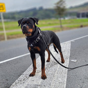 A Rottweiler dog standing on a road crosswalk, wearing a black harness and leash