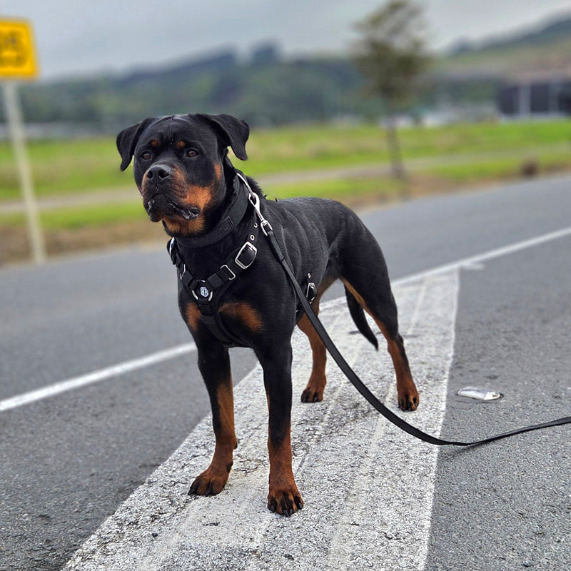 A Rottweiler dog standing on a road crosswalk, wearing a black harness and leash