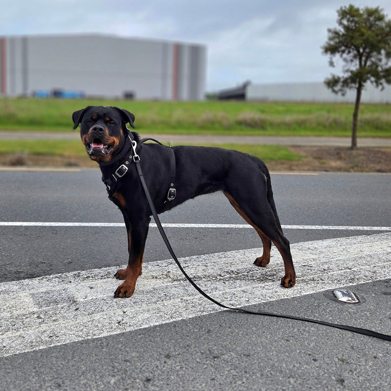 A Rottweiler dog standing on a paved road crosswalk wearing a black harness and leash, with a grassy field and industrial building in the background.