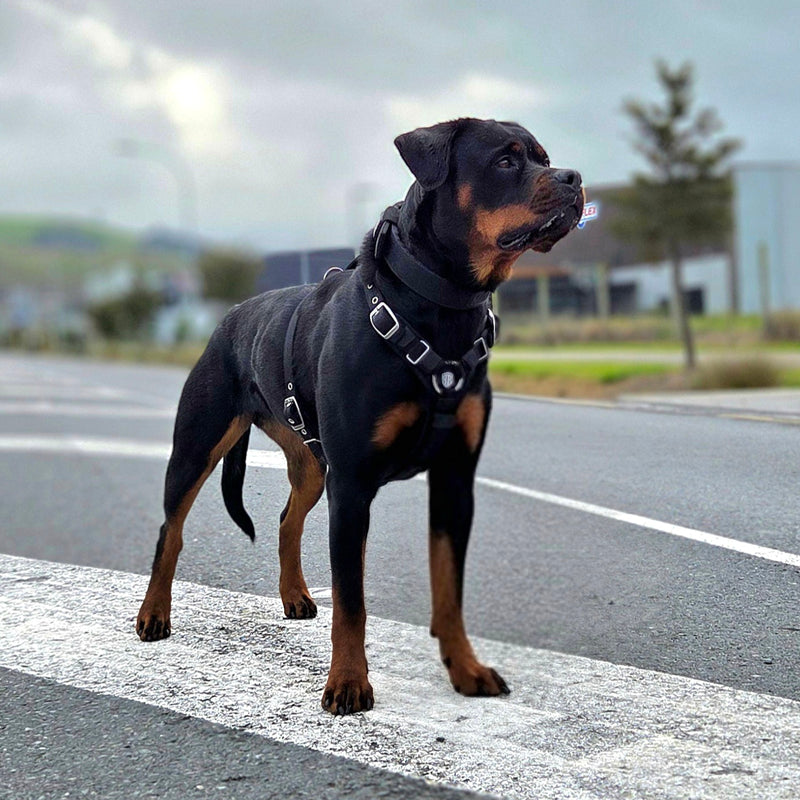 A Rottweiler dog wearing a black harness and collar stands on a white painted crosswalk at an outdoor road crossing under an overcast sky.
