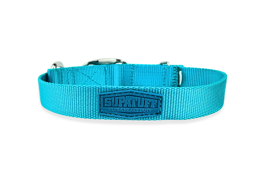 slim-turquoise-dog-collars