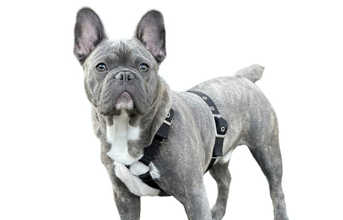 slimfit-dog-harness-frenchie