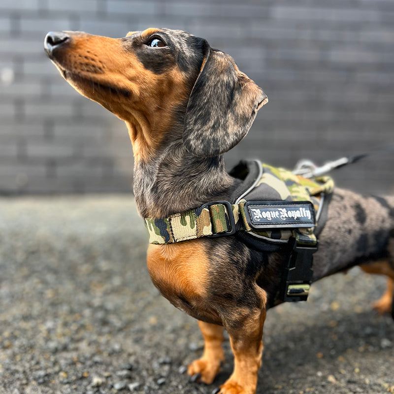 small-dog-harness-1.jpg