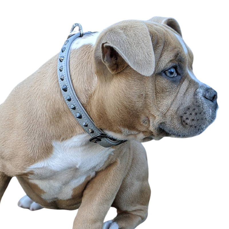 best price dog leash chain harness