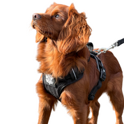 spaniel-black-dog-harness