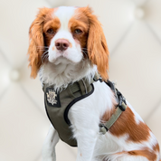 spaniel-small-dog-harness