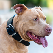 Hand Made Leather Dog Collar - Classic Black (Wide Fit)