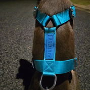 SUPATUFF® Strong Dog Harness Turquoise (Regular Fit)