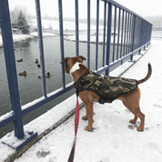 Rogue Active Dog Jacket - Camo