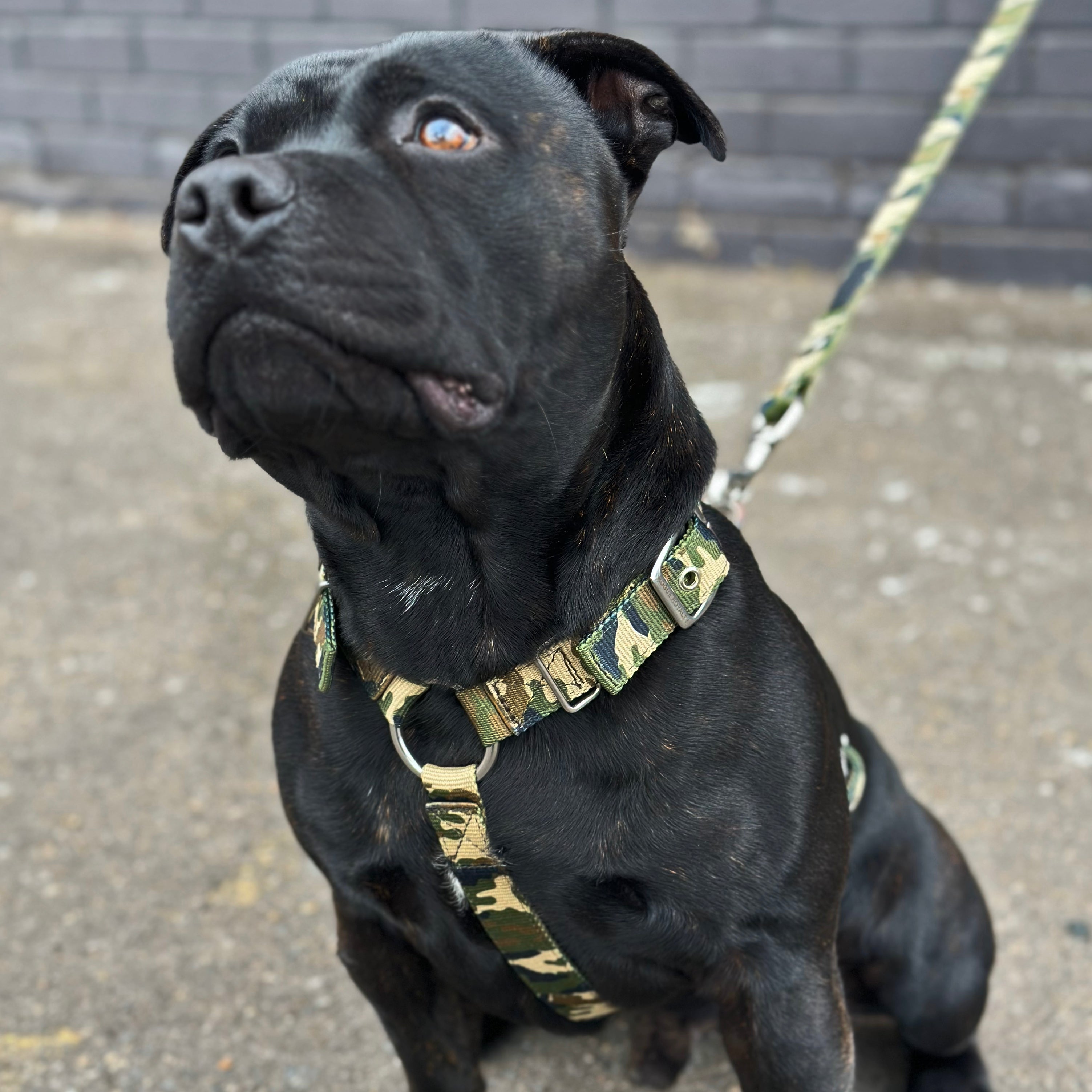 staffy-harness-camo.jpg