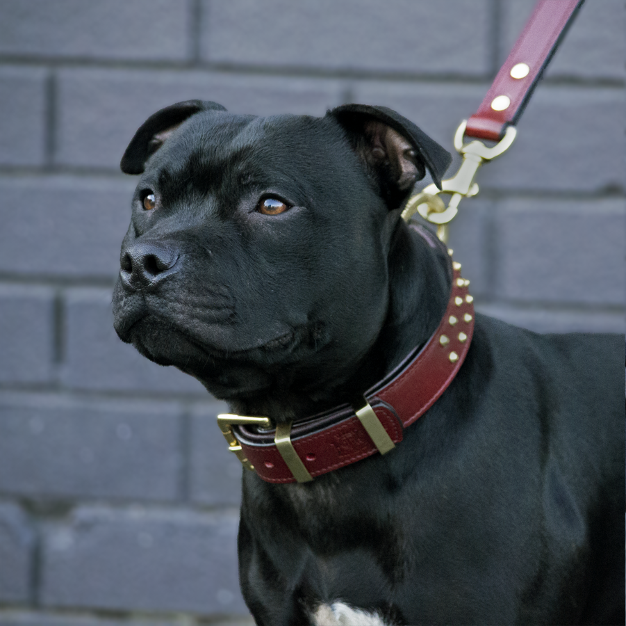 staffy-leather-collars4_0565c2eb-0919-47c6-9c75-7b3e698a0f81.png