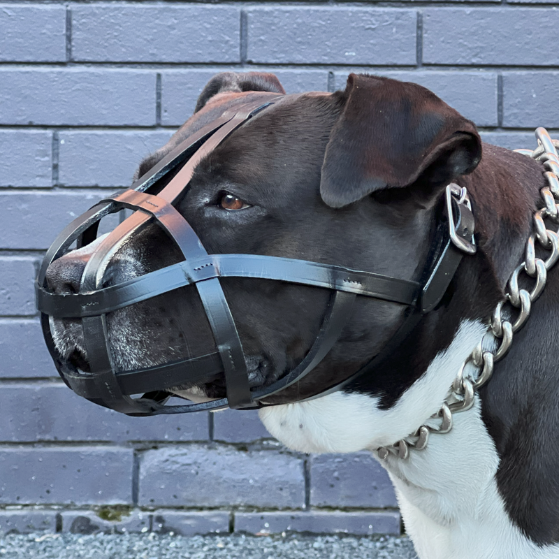 staffy-muzzle.png