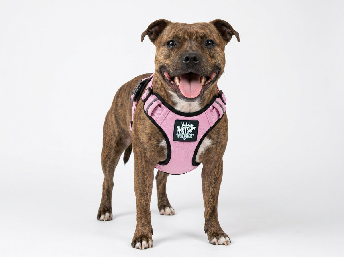 staffy-pink-dog-harness-1.jpg