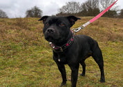 A black dog standing on a grassy field wearing a pink and black collar with a silver buckle and leash attachment, with a bright pink leash extending upward against an overcast sky and trees in the background.