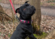 A black dog standing on its hind legs and  in an outdoor wooded setting, wearing a Rogue Royalty pink leather dog collar with a black pattern and attached to a pink leash.