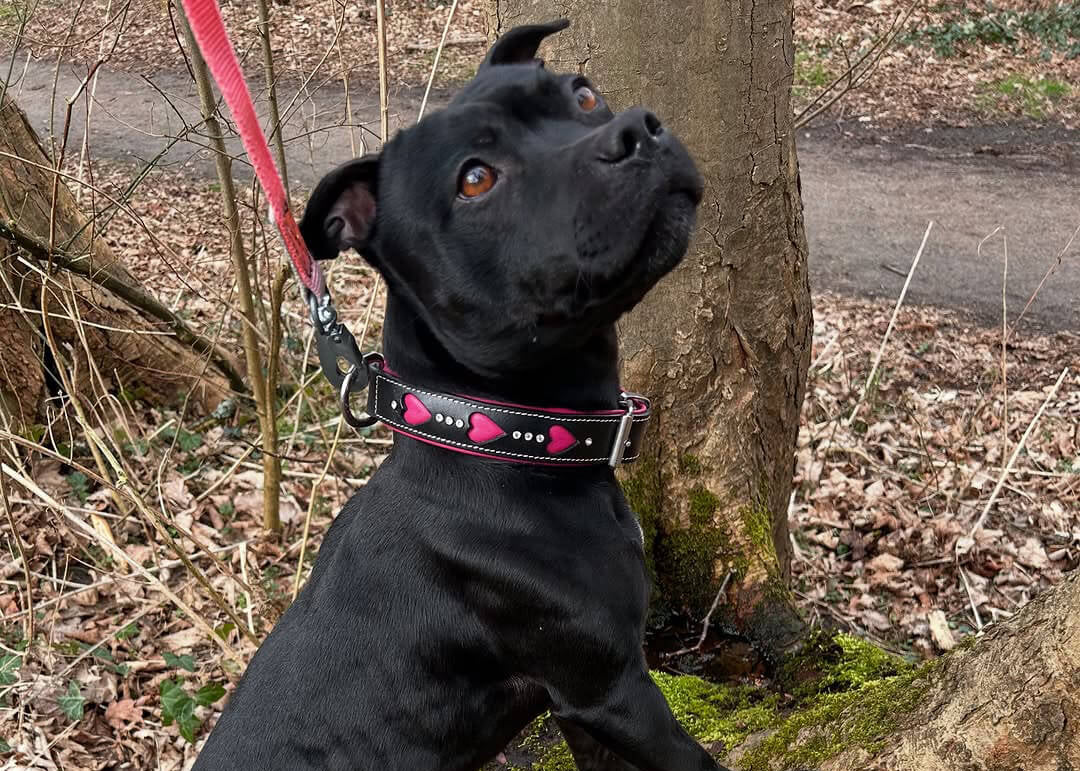 A black dog standing on its hind legs and  in an outdoor wooded setting, wearing a Rogue Royalty pink leather dog collar with a black pattern and attached to a pink leash.