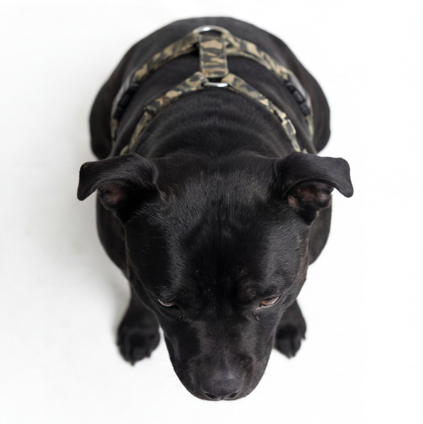 SUPATUFF® Dog Harness Camo (Slim Fit)