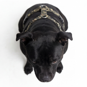 SUPATUFF® Dog Harness Camo (Slim Fit)