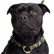 SUPATUFF® Dog Harness Camo (Slim Fit)