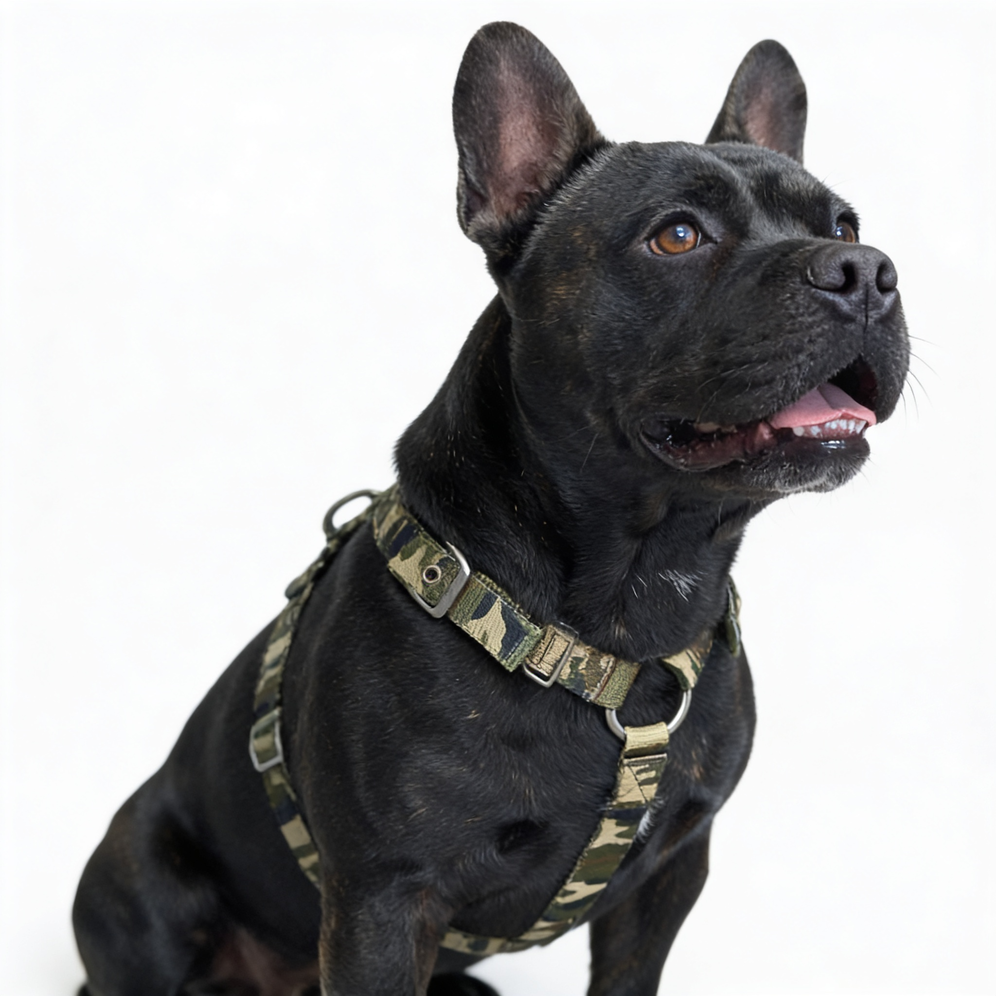 staffy-slimfit-harness4.png