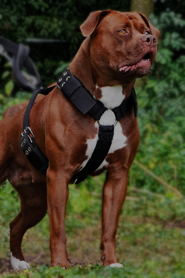 Rogue Royalty - Strong Dog Collars, Dog Harnesses, Dog Leads & Access