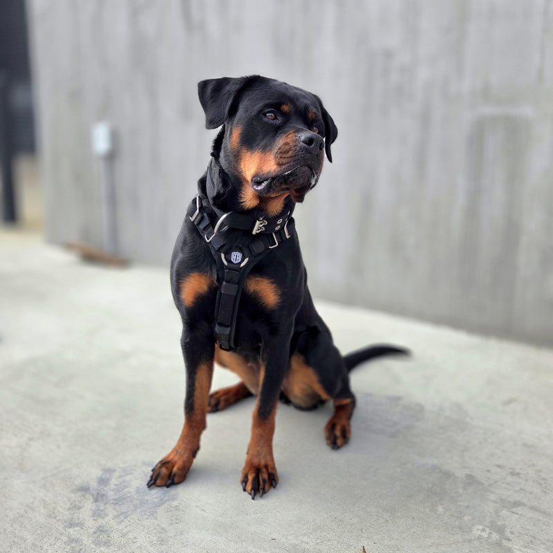 A Rottweiler dog wearing a black harness with silver buckles, sitting on a concrete surface against a gray wall.