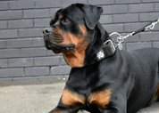 SUPATUFF® Strong Dog Collar Black (Wide Fit)