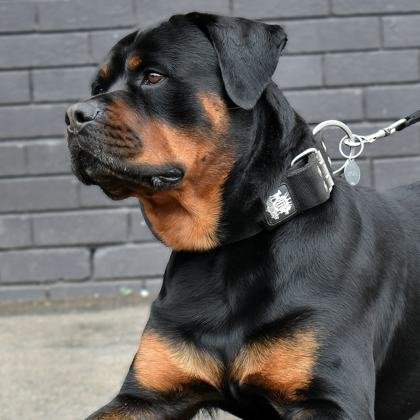 SUPATUFF® Strong Dog Collar Black (Wide Fit)