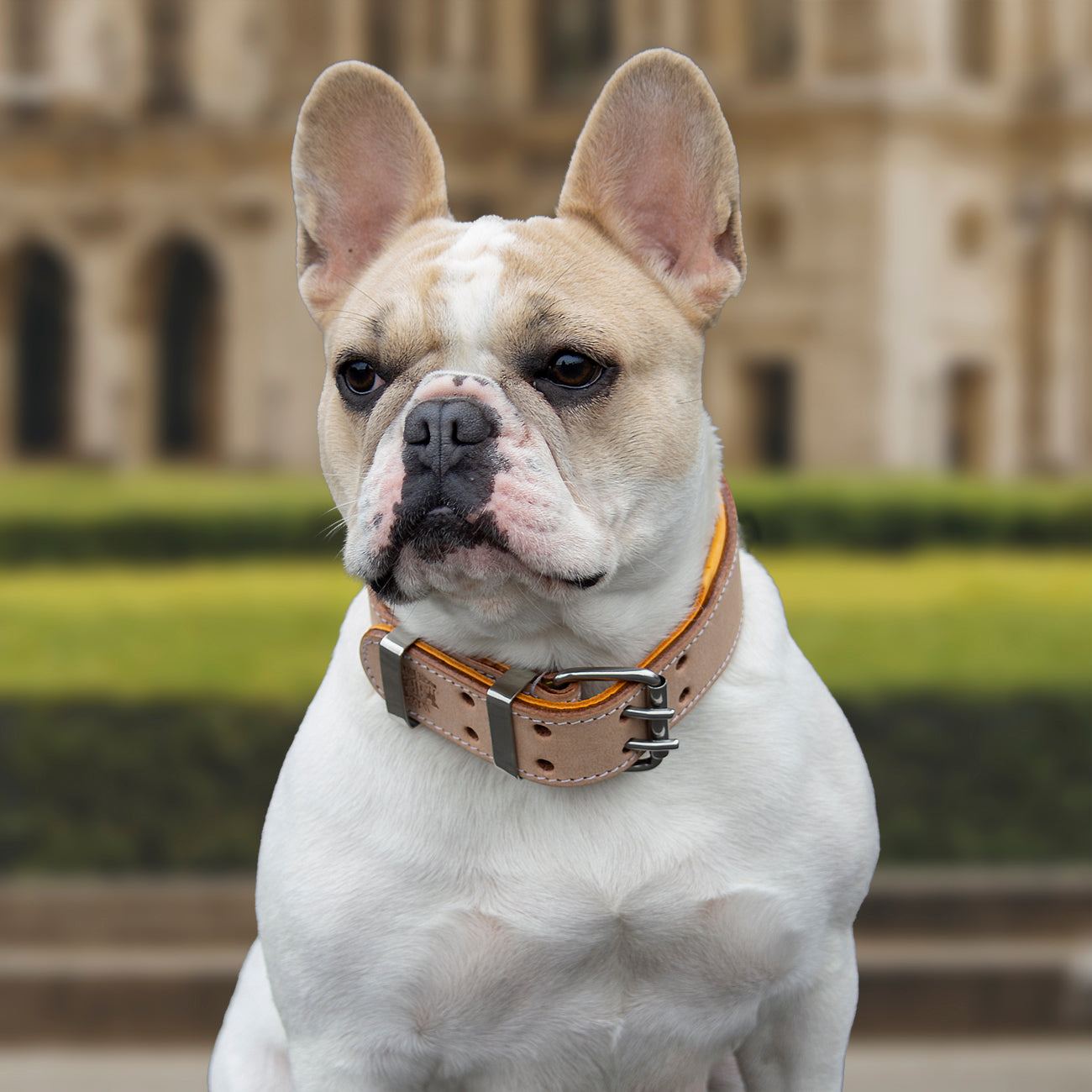 Hand Made Leather Dog Collar - Classic Buckskin (Wide Fit)