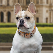 Hand Made Leather Dog Collar - Classic Buckskin (Wide Fit)