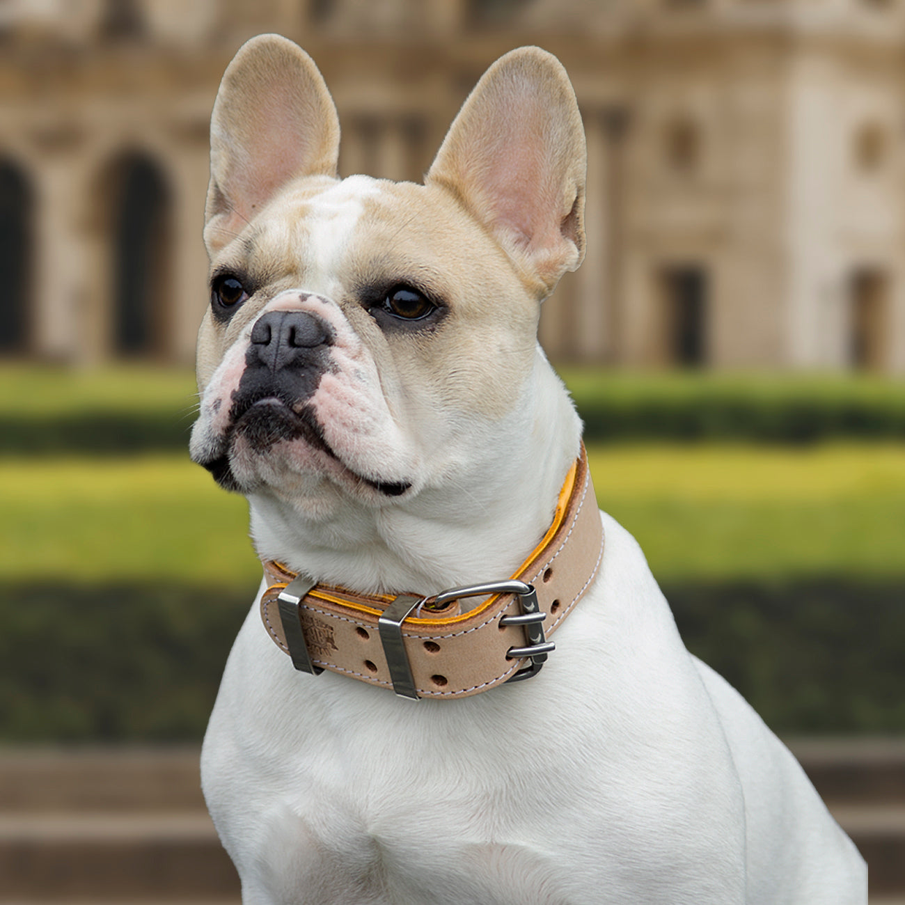 Hand Made Leather Dog Collar - Classic Buckskin (Wide Fit)