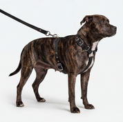 SUPATUFF® Strong Dog Harness Black (Slim Fit)