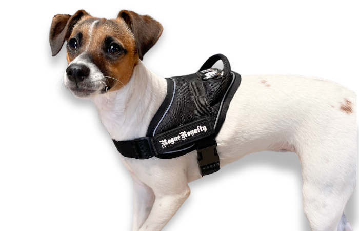 Puppy Harness - Quick Fit Black