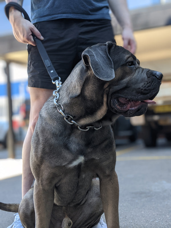 Chain Dog Collar - Titan Ultra Heavy Chain Link