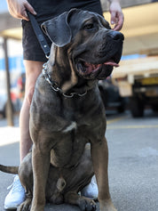 Chain Dog Collar - Titan Ultra Heavy Chain Link