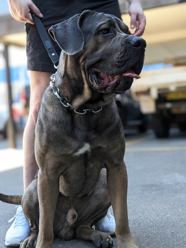 Chain Dog Collar - Titan Ultra Heavy Chain Link