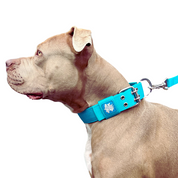 SUPATUFF® Strong Dog Collar Turquoise (Regular Fit) - On Sale