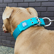 SUPATUFF® Strong Dog Collar Turquoise (Regular Fit) - On Sale