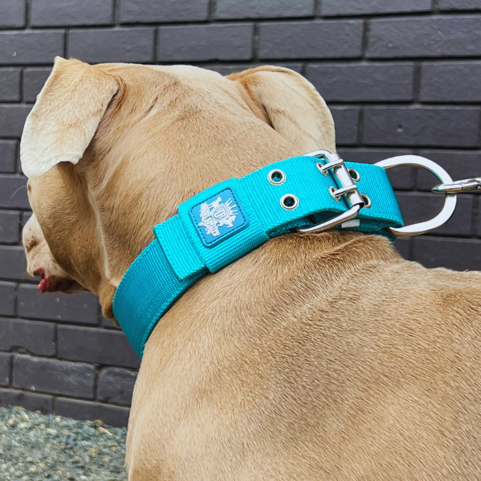 SUPATUFF® Strong Dog Collar Turquoise (Regular Fit)