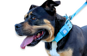 turquoise-dog-collars